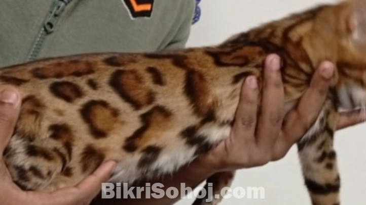 Bengal cat